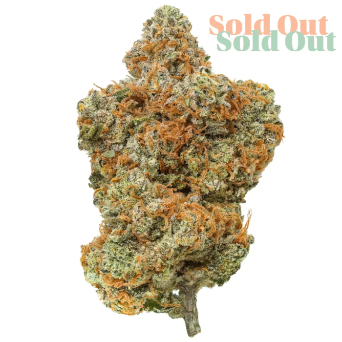 Interstellar CBD is a hybrid strain predominantly indica, providing deep relaxation and a calming, soothing effect on both body and mind. Known for its dense, frosty buds that showcase a beautiful mix of purple and green, it offers a rich, earthy aroma with subtle sweet and spicy notes. Perfect for unwinding, this strain delivers a balanced and relaxing experience. Our CBD flower is carefully curated, featuring rich, dense buds with a perfect balance of natural aromas and effects. Known for its calming and relaxing properties, this flower is ideal for stress relief, relaxation, and enhancing overall well-being. Crafted for those seeking relaxation and wellness support. Our hemp flower is cultivated to ensure maximum CBD potency, delivering both physical relaxation and a soothing cerebral experience. With a blend of beneficial cannabinoids, perfect for those looking to unwind, improve sleep, or manage daily stress. Whether you’re new to CBD or a seasoned user, our CBD flower available out of Brighton UK offers a natural, uplifting, and calming experience. Perfect for any time of day, it’s designed to support your wellness routine. Explore our selection of high-quality CBD flower and enjoy its full range of benefits for a more balanced lifestyle.