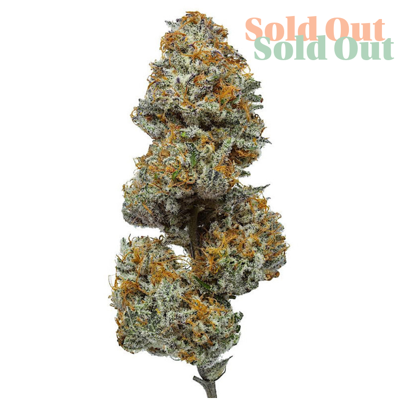 Paradise OG is a standout indica-dominant CBD flower, featuring dense buds coated in frosty trichomes and deep purple tones. Its aroma is a soothing blend of sandalwood and vanilla, with refreshing hints of lime and ripe berries. The flavour is smooth, and the effects are mellow yet uplifting—perfect for unwinding. No doubt a new Zellow Team favourite.