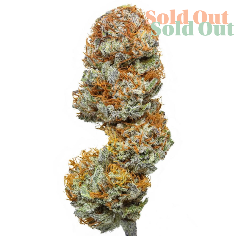 Blueberry Cough Drops is an Indica-leaning strain developed from Flow Gardens our award-winning Blue Cheese genetics, offering a rich fruit-forward aroma and high CBD content. Dense, resinous buds deliver a sweet blend of ripe blueberries and cherries, creating a smooth and deeply satisfying flavour experience. Indica-dominant strains are often associated with a more calming and soothing effect, making them a popular choice for evening relaxation or unwinding after a busy day. Their deeper, more mellow terpene profiles, often featuring myrcene and caryophyllene, contribute to a comforting and grounding presence. Many people reach for Indica-rich hemp tea flowers when looking for something to complement rest, creative downtime, or quiet reflection. With its vibrant terpene profile and bold berry notes, Blueberry Cough Drops perfectly captures the best of Indica-dominant CBD strains.