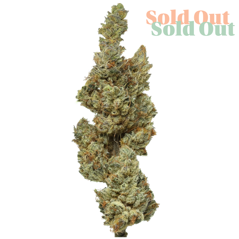 Wizard of OZ is a standout high-CBD strain created by Floyd at Hoku Seed Co., blending Witches Brew (AC/DC Harle-Tsu x Ceiba) with Original Zombie Kush #1 (E1 Kush x Maddog CBG). This carefully bred Type 3 flower is known for its rich terpene expression and deeply relaxing qualities. Opening our packs reveals a bold, zesty aroma of fresh lemon pound cake, followed by delicate notes of strawberry. The flavour is smooth, slightly sweet, and lingers pleasantly after each inhale — making it a treat for the senses. With a unique genetic profile and award-worthy aroma, Wizard of OZ is an easy favourite for CBD connoisseurs looking for something both flavourful and functional. Grown and sourced directly from Flow Gardens, Tennessee USA.