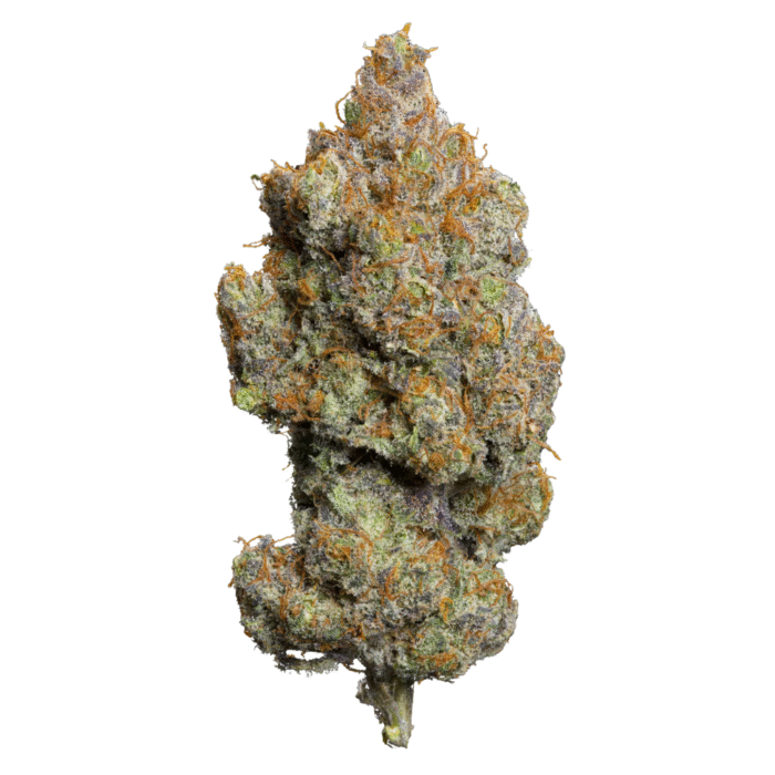 Dutch Grandma Hemp Tea Flower