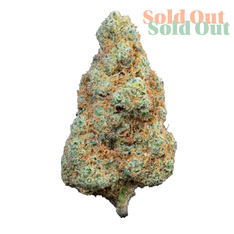 Gorilla Mandarin is a distinctive Italian-bred CBD strain, celebrated for its rich aroma and refined flavour profile. Developed by Sensi Break, it’s the result of crossing Fragolini #51 with Tangie #5, creating a smooth and flavourful expression of citrus and floral notes, all in a beautifully trimmed hemp flower. Aroma & Taste: A vibrant blend of grapefruit zest and light incense-like earthiness. Subtle sweetness balanced by citrus sharpness and herbal undertones. Exceptionally light and clean on the palate—surprisingly delicate for a hemp flower. Terpene Profile: Limonene – Delivers bright citrus aromatics. Terpinolene – Brings fruity sharpness and floral hints. Myrcene – Rounds out the profile with a gentle herbal base. Highlights: Contains 8.38% CBD – ideal for a mellow, aromatic experience. Indoor-grown for consistency and superior visual quality. A modern Italian cultivar with a focus on flavour, aroma, and elegance.