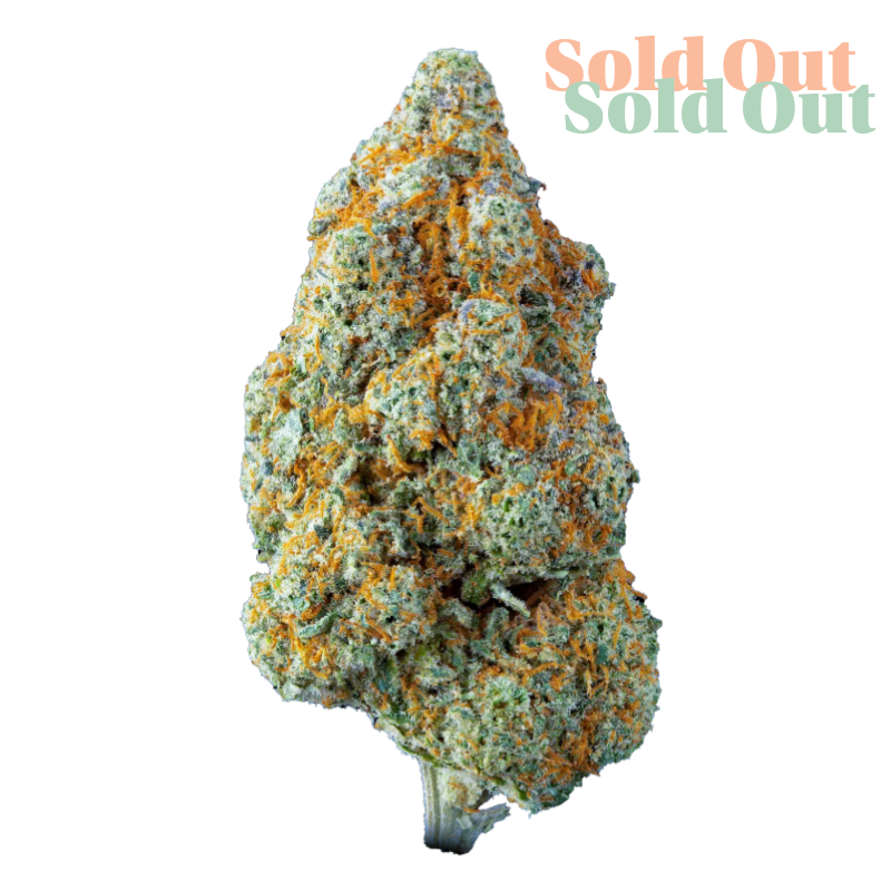 Lemon Kush Pop is expertly cultivated using premium organic hydroponic methods, this bright green, Sativa-dominant CBD flower showcases exceptional quality and care. Rich in shimmering CBD trichomes and adorned with vibrant orange pistils, each bud delivers a fresh and aromatic experience. Aroma & Flavour: Inviting notes of sweet marzipan layered with zesty lemon kush. Light, smooth, and fragrant with a naturally uplifting profile. Highlights: Grown with organic hydroponic precision for clean, consistent results. Sativa-dominant structure with high visual and aromatic appeal. Ideal for those who appreciate flavour-rich, terpene-forward hemp flowers.
