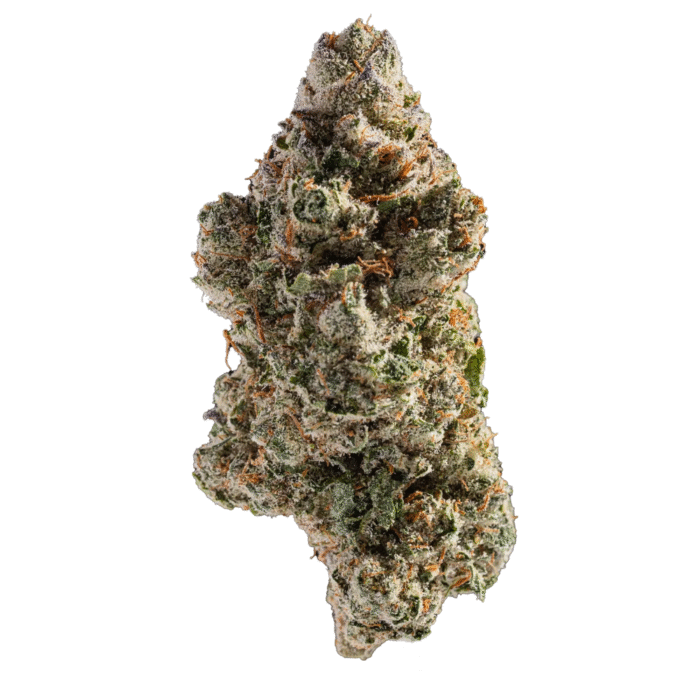 Snowing in Dam Hemp Tea Flower