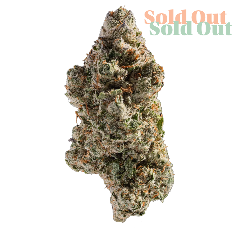 Snowing in Dam Hemp Tea Flower is a carefully selected indoor-grown strain with an exceptional flavour profile and standout visual appeal. Its dense, resin-rich buds are coated in a frosty layer of trichomes, giving this flower its signature “snow-covered” appearance. Terpene Profile: Limonene: Contributes citrus brightness and mood-lifting aroma. Caryophyllene: Adds earthy warmth and subtle spice. Myrcene: Brings herbal depth and complexity to the blend. Flavours & Aromas: Tangy citrus zest balanced by deeper herbal and gassy undertones. Smooth on the inhale with a rich, lingering finish. Highlights: High CBD content (15.56%) for a full-flavour hemp experience. Perfectly cured, indoor-grown buds with premium bag appeal. An aromatic and flavourful choice for any hemp flower connoisseur. Whether you’re drawn in by its sharp citrus notes or its snow-dusted aesthetic, Snowing in Dam is a flavour-forward CBD flower that’s anything but ordinary.