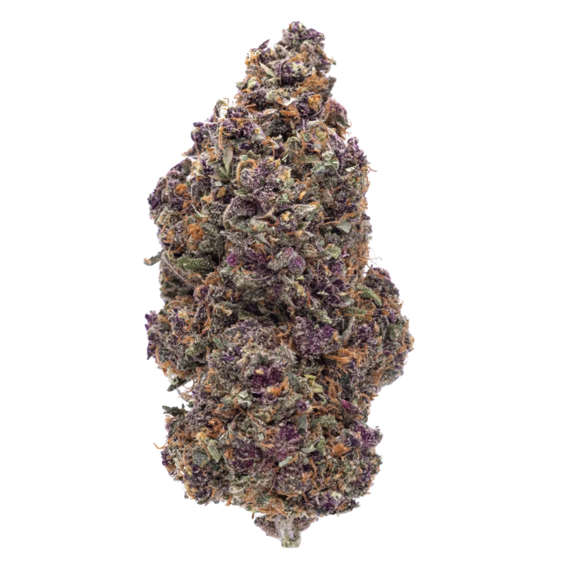 Flavour & Aroma: A layered fusion of exotic fruit, soft cream, and a light haze finish. Smooth and fragrant, offering a balanced and lasting sensory experience. Terpenes: Linalool – Adds floral sweetness and a calming aromatic presence. Myrcene – Brings herbal depth and a touch of earthiness. Terpinolene – Contributes fresh, fruity top notes with subtle complexity. Product Features: 16.56% CBD content. Hydroponic LED-grown indoors for optimal consistency and terpene retention. Visually refined with colourful hues, thick trichome coverage, and clean trim.